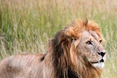 ​一个狮群有几个雄狮