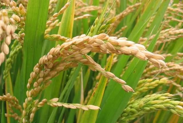 大米是粗粮吗，大米是粗粮吗？图4