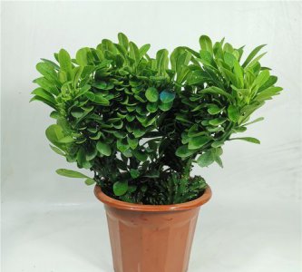 ​防辐射的植物，防辐射驱蚊的植物有哪些？