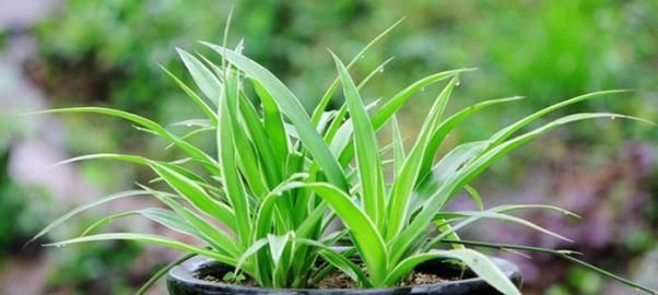 防辐射的植物，防辐射驱蚊的植物有哪些？图2