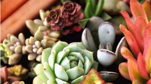 防辐射的植物，防辐射驱蚊的植物有哪些？图3