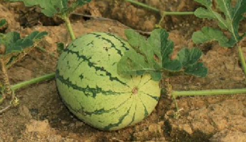 一个西瓜有多重,一个西瓜有多重图4