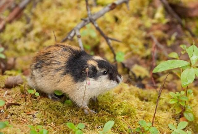 老鼠过冬的方式是什么