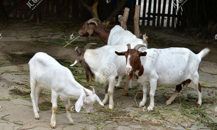 牲畜和畜牲是一个吗