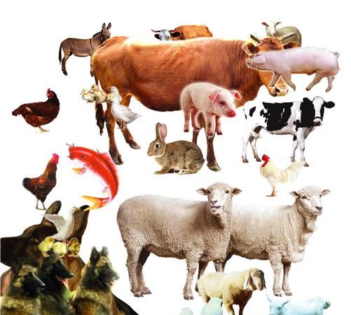 牲畜是什么意思