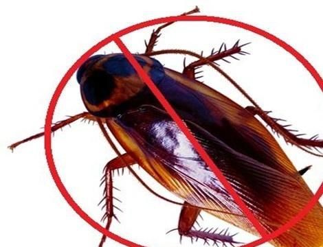 蟑螂都跑冰箱里不怕冷吗