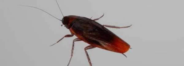 蟑螂都跑冰箱里不怕冷,冰箱的冷冻会出现蟑螂吗图2