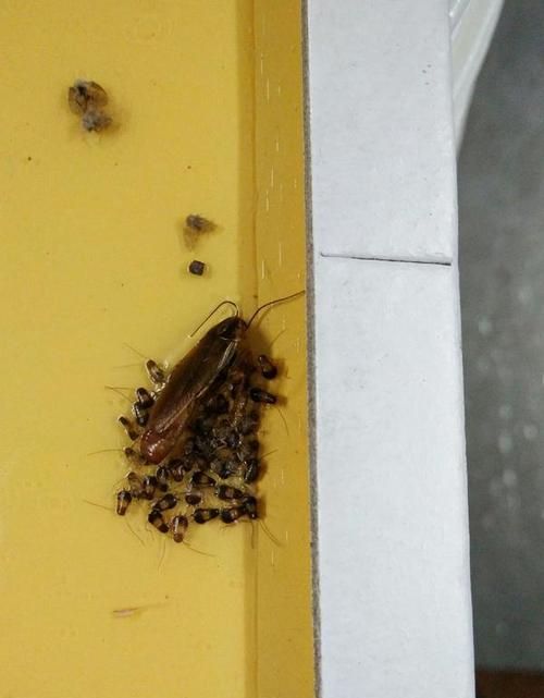 为什么蟑螂在冰箱里也能生存