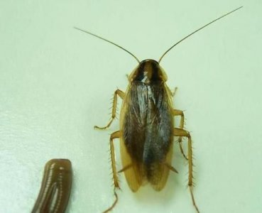 ​蟑螂都跑冰箱里不怕冷,冰箱的冷冻会出现蟑螂吗