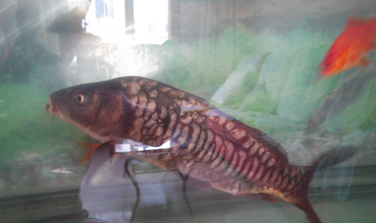 鲤鱼摸起来很滑，不容易被抓住，这是由于鲤鱼体表有什么这有利于什么