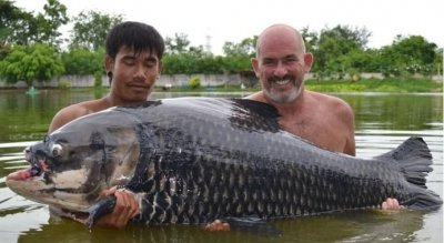 ​鲤鱼的天敌是什么鱼，鲤鱼的天敌是谁？