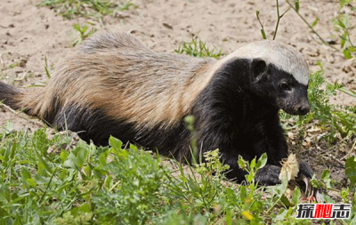 ​平头哥是谁，平头哥为什么这么厉害以及十大战役