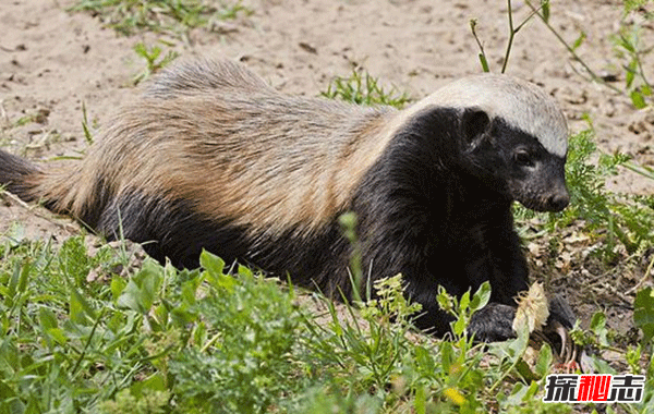 平头哥蜜獾为什么厉害?平头哥十大战役(无所畏惧)