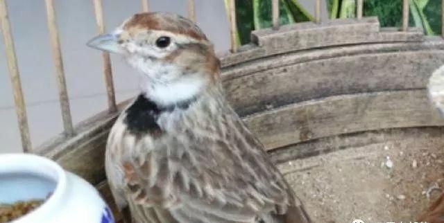 百灵鸟指的是哪类人,怎么组句子