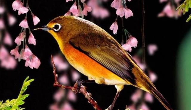 百灵鸟这个词语形容的是哪一类人