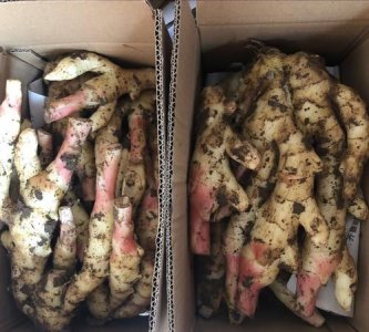 ​姜芽能吃姜长牙子类,姜长牙了可以吃么