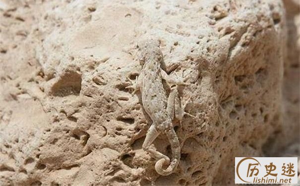 蜥蜴的隐身术