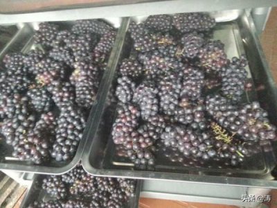 ​自己制葡萄酒  自己制葡萄酒发酵要多少温度