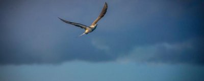 ​海燕象征什么精神，海燕有什么特殊含义