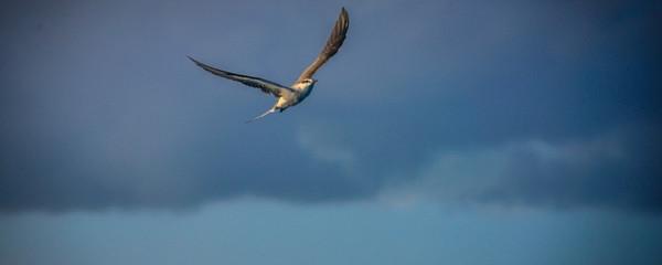 海燕象征什么精神