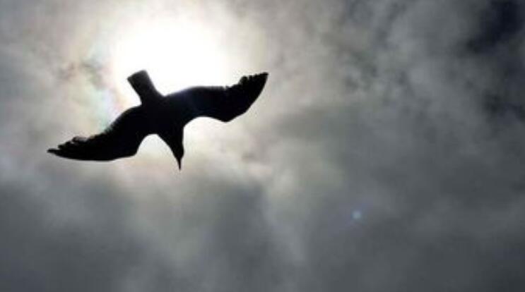 海燕象征着什么