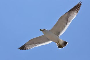 海燕象征着什么