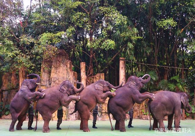 6、最重要的是这里是野生动物王国！