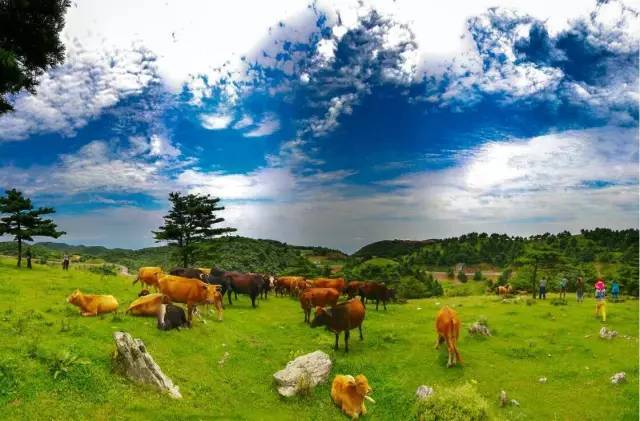 2、最好是有自驾经验的司机带领你游览百里荒。