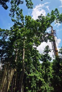 ​到西双版纳游攻略