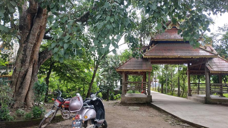 第三天：景洪—老街（游老街景房）—西双版纳植物园—勐养城-勐养镇—布朗山