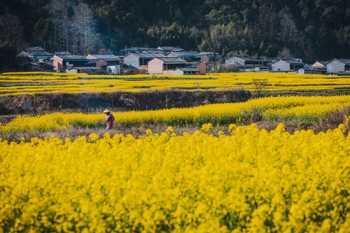 第四天：腾冲古城—梁河县大盈江油菜花海