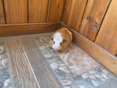 ​荷兰猪吃什么蔬菜(荷兰猪吃什么饲料最好)