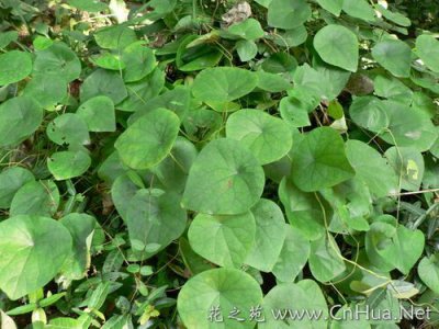 ​千金藤的主治功能(千金藤叫什么名字)