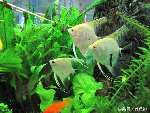 养不死的阴性水草（十大养不死水草）