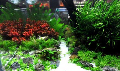 ​养不死的阴性水草（十大养不死水草）