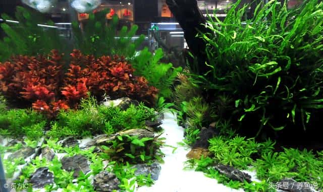 养不死的阴性水草（十大养不死水草）