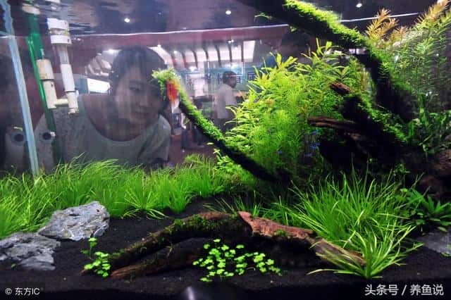 养不死的阴性水草（十大养不死水草）