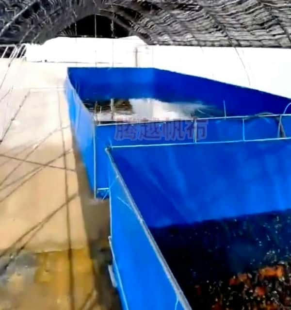 帆布池养殖牛蛙使用（帆布池牛蛙养殖技术）