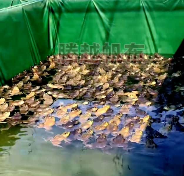 帆布池养殖牛蛙使用（帆布池牛蛙养殖技术）