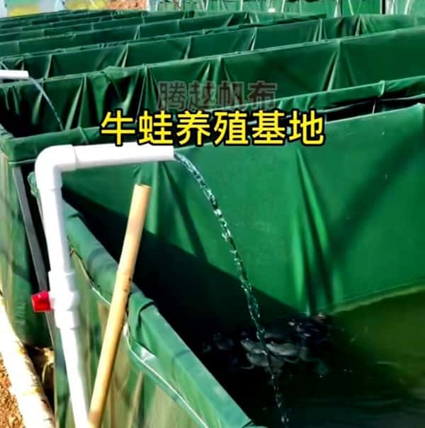 帆布池养殖牛蛙使用（帆布池牛蛙养殖技术）