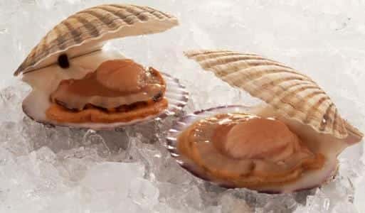 海鲜贝类带子吃法（带子是什么海鲜）