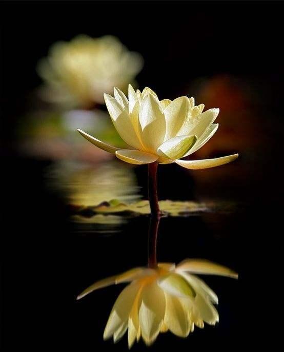 杜甫的妻子是谁(杜甫娶了多少个妻子)