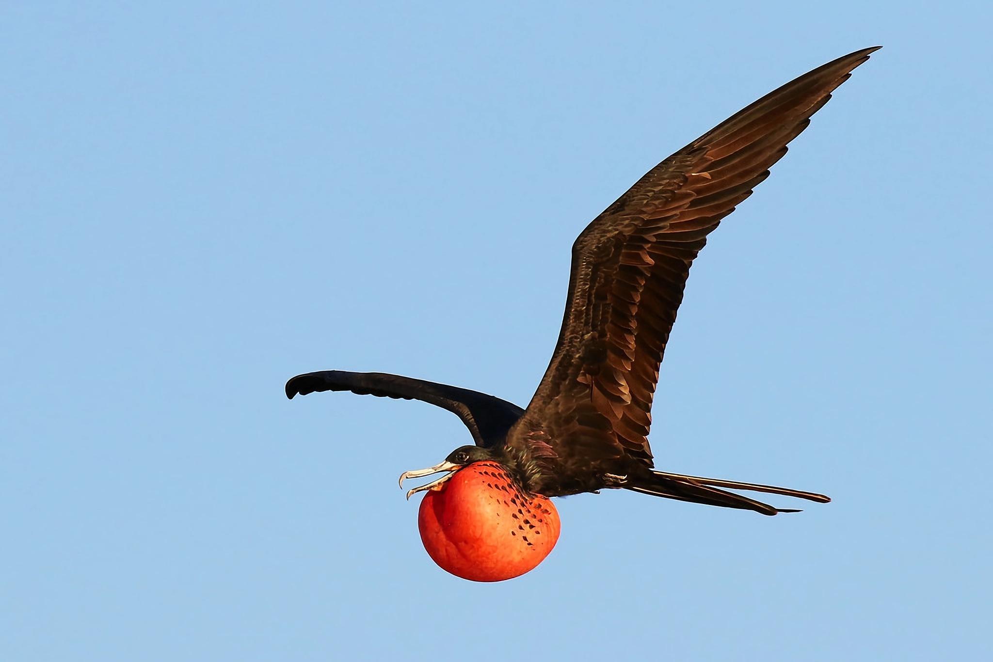 飞行速度最快的鸟是什么鸟(十大飞行速度最快的鸟)