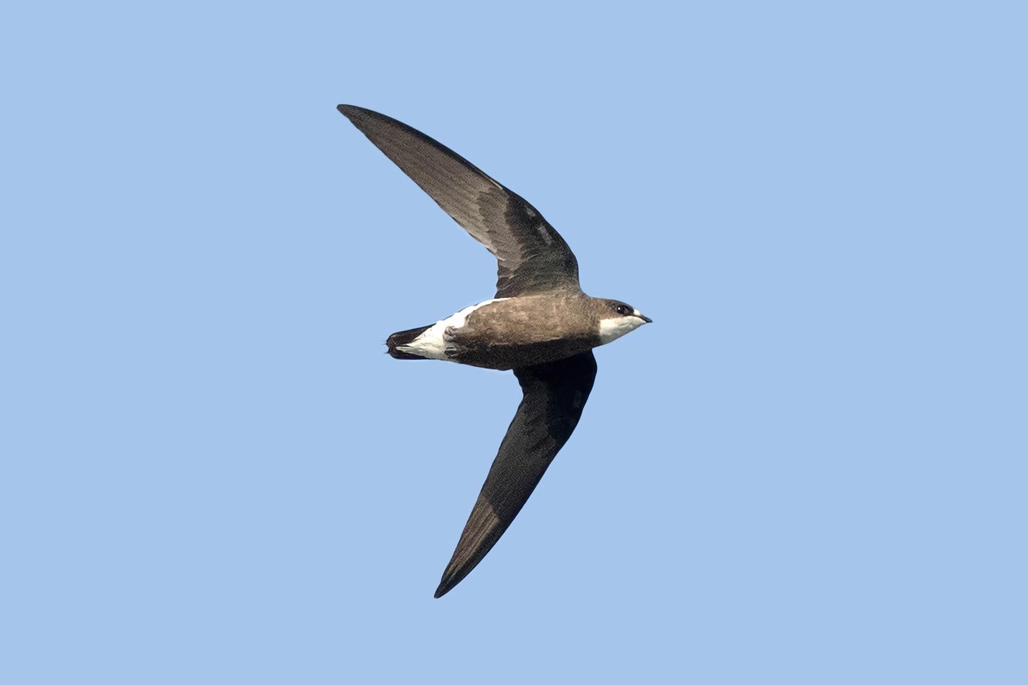 飞行速度最快的鸟是什么鸟(十大飞行速度最快的鸟)