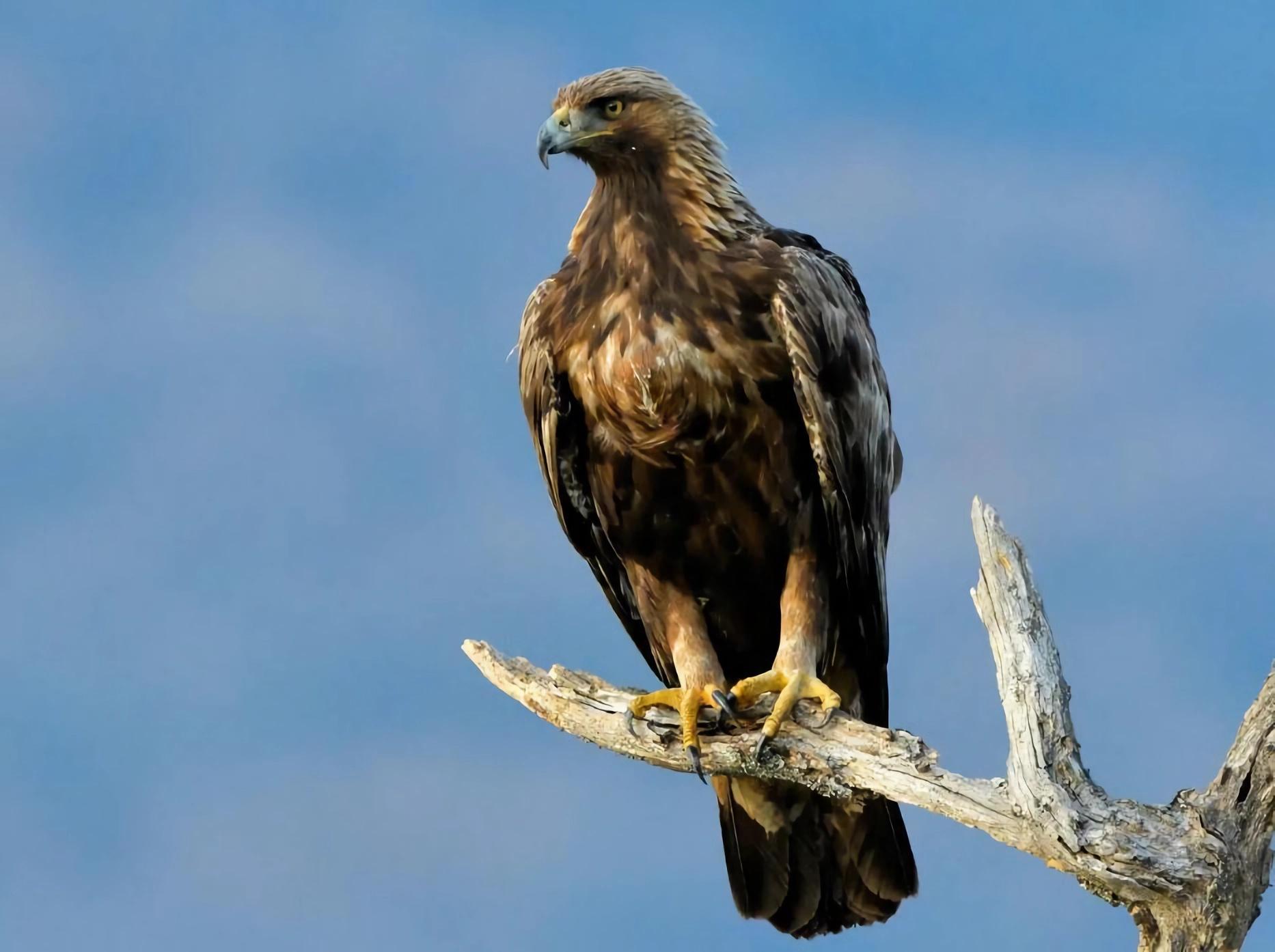 飞行速度最快的鸟是什么鸟(十大飞行速度最快的鸟)