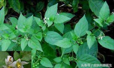 临床中常用抗肿瘤的抗生素（长在路旁的天然抗生素）(3)