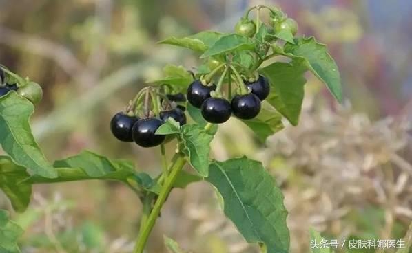 临床中常用抗肿瘤的抗生素（长在路旁的天然抗生素）(2)