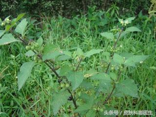 临床中常用抗肿瘤的抗生素（长在路旁的天然抗生素）(1)