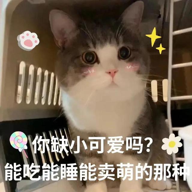 卖萌表情包抱抱（表情包可爱撒娇卖萌）(11)