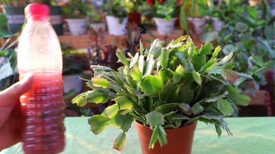 ​蟹爪兰的养殖方法（蟹爪兰如何养殖）